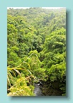 029_Dense Jungle Ahead